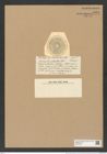 Actinocyclus oliverianus O'Meara (de-Toni-Nr.: Genus 195, Species 4754) Zeichnungen Sammlung Grunow Nr. 8394 (NHMW-BOT-W0377827)